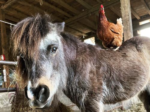Bauernhof Heinemann unsere Tiere Bauernhof Heinemann unsere Tiere