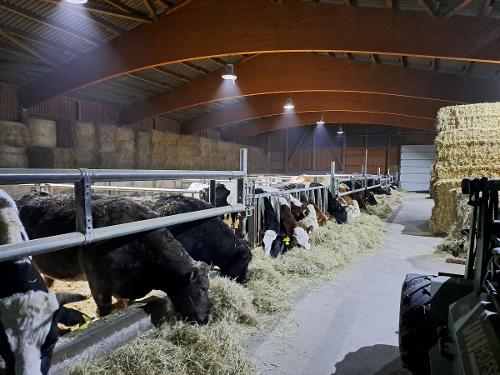 Der Rinderstall Der Rinderstall