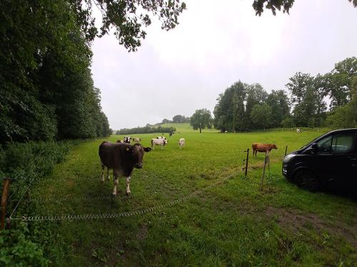 Bauernhof Heinemann Kuhweide Bauernhof Heinemann Kuhweide