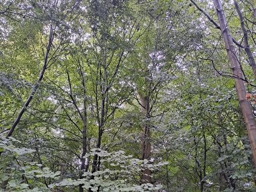 Bauernhof Heinemann Wald Bauernhof Heinemann Wald