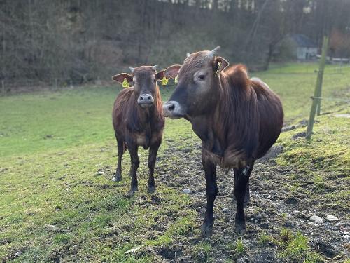 Bauernhof Heinemann Rinder Bauernhof Heinemann Rinder