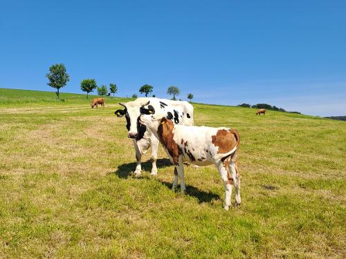 Bauernhof Heinemann Kühe auf der Weide Bauernhof Heinemann Kühe auf der Weide