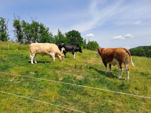 Bauernhof Heinemann unsere Kühe Bauernhof Heinemann unsere Kühe