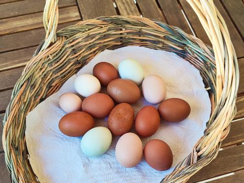Frische Eier - auch für Gäste :)
