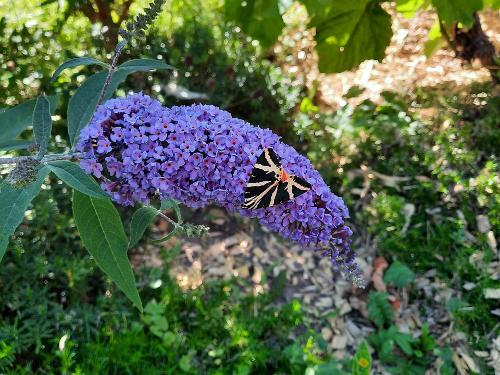 Sommerflieder mit Schmetterling Sommerflieder mit Schmetterling