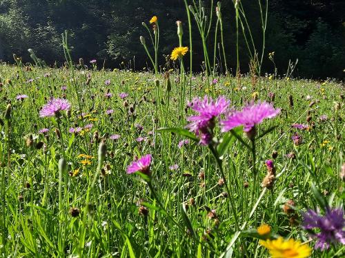 Wildblumenwiese Wildblumenwiese