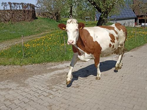 Unsere Kühe auf dem Weg zur Weide