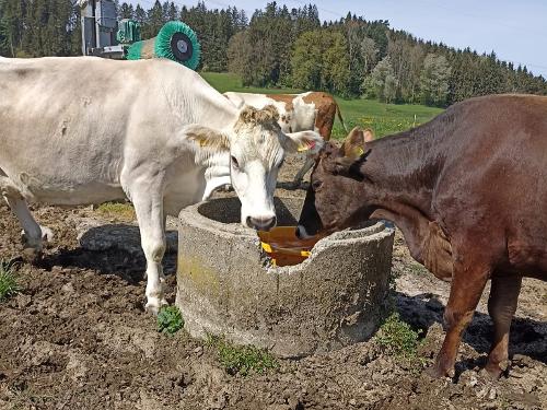 Auf der Weide angekommen erst mal eine Stärkung