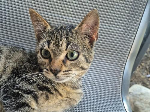 Im Frühjahr haben wir auch kleine Katzen auf unserem Hof
