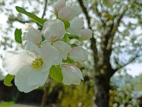 Der Apfelbaum in der Blüte